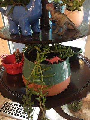 Purchased planter with my string of dolphins