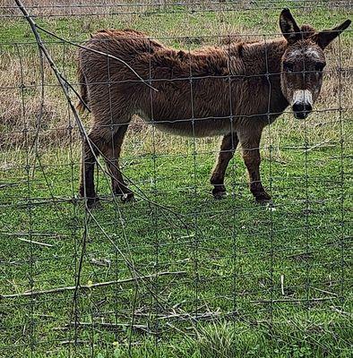 Near the winery - senior donkey living his best life