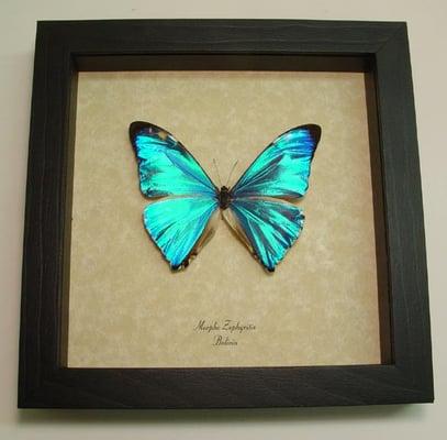 Framed butterflies available for sale