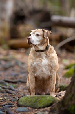 Dog photos in Holden MA. Pet minis.