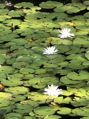 Water Lillies