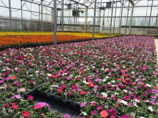 Inside the large green house. Flowers for Home Depot.