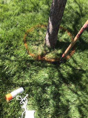 Mulching around a tree