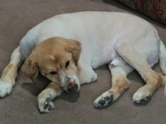 My Golden Retriever right after I brought him home after his grooming at All Paws.