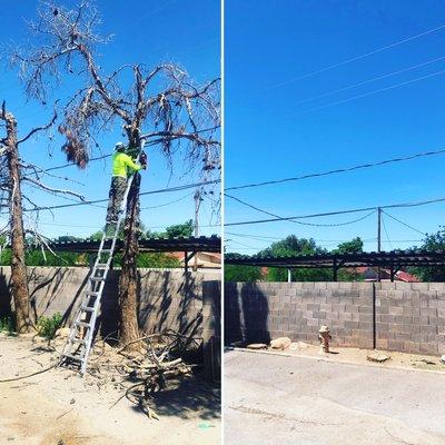 Dead tree removal