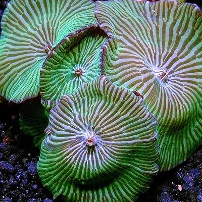 Discosoma mushroom coral