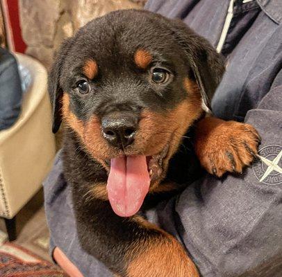 Rottweiler Puppy, now 7 weeks, from Delilah and Heman. German bloodline.