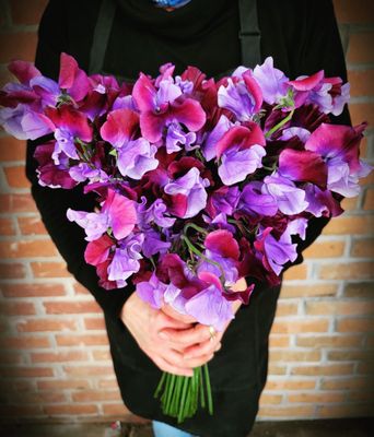 Amazing Japanese Sweet Pea