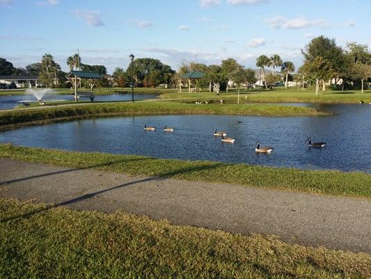 Great place to take the kids to feed geese and other water fowl!