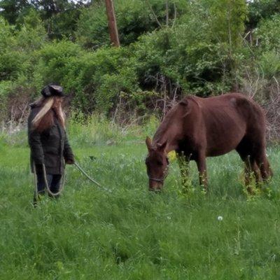 Hand grazing my rescued from slaughter Tennessee Walking Horse mare, Sable.