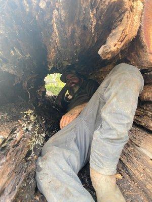 Huge oak removal,