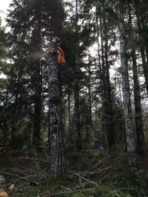 Removing a dead fir piece by piece