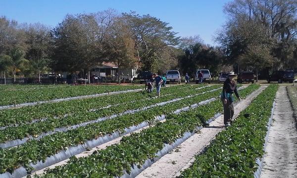 You pick strawberries