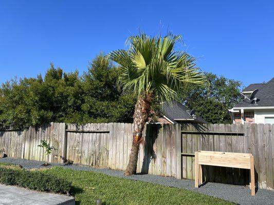 After photo: Clean, low maintenance backyard covered with black star gravels, an orange tree, and a raised garden bed.