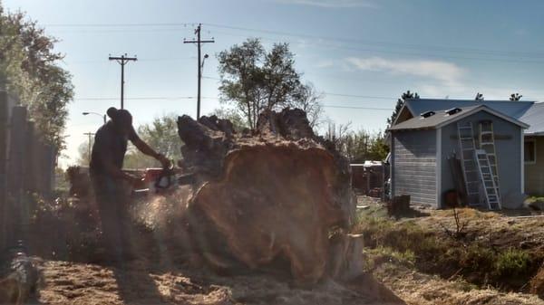 100 year old tree removal in Filer