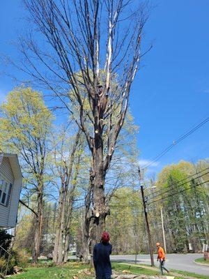 Arbol cerca de las liniasde electicidad