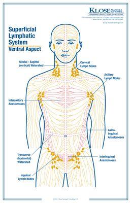 Lymphatic System