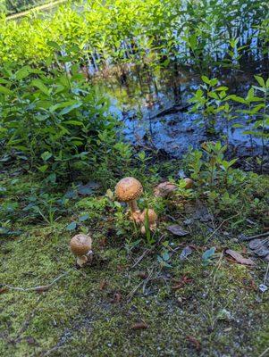 Wild mushroom