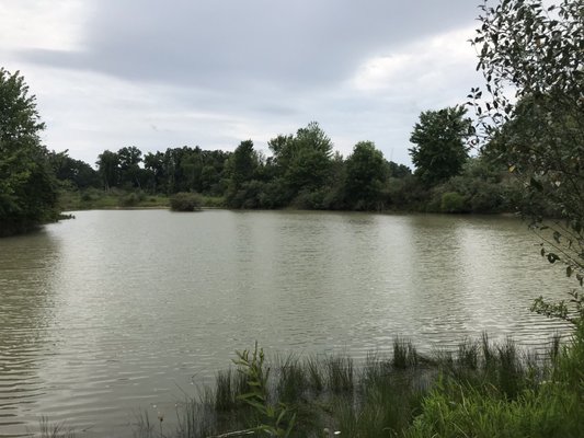 Mud Hen Marsh