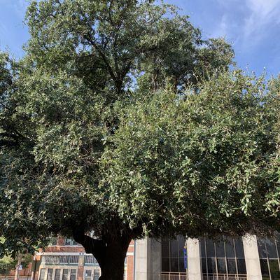 Close up of the old tree.