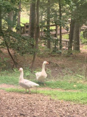 Wildlife/geese