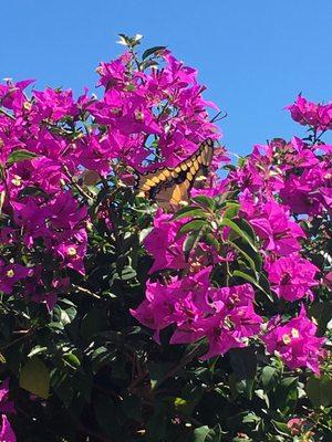 #Florida #Flowers #Butterfly