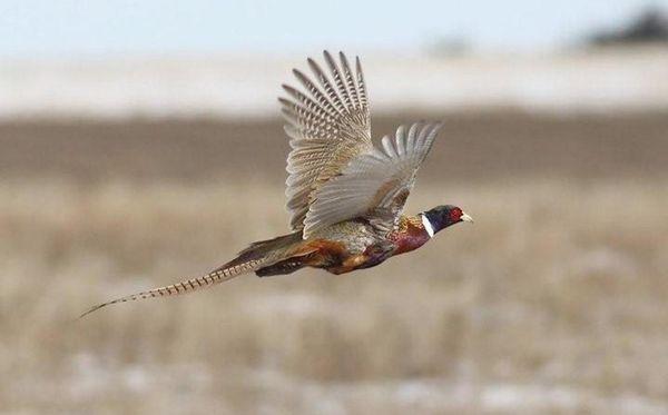 Flying High Game Birds