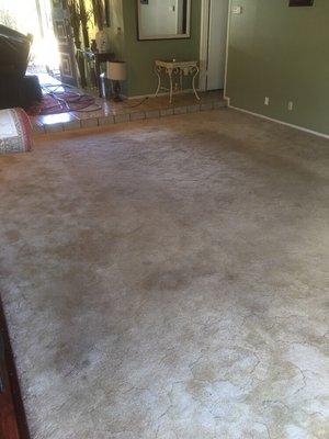 Before picture of carpet