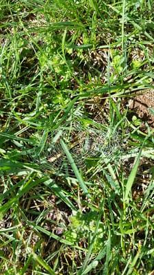 Nature walk: spider web.