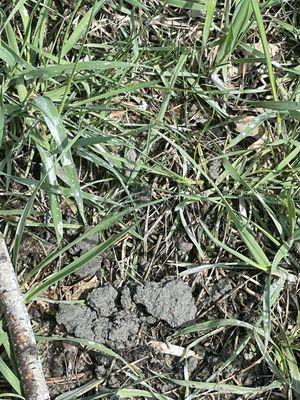 The initial leftover concrete chunks from washing their wheelbarrow and tools in my yard. I was not even the one getting work done.