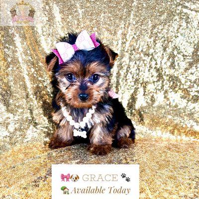 www.yorkiesofhouston.com 
713-332-9773