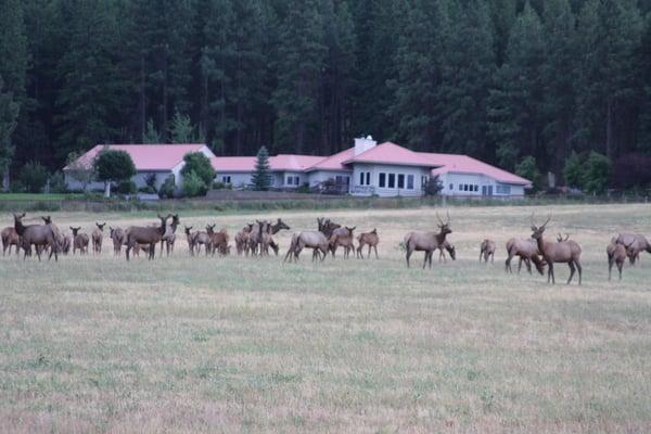 Cle Elum, WA, 10+ Acre home for sale-337 Elk Heights Road($1,199,950) MLS # 417196 Amazing Cascade View Rambler (5261 sq.ft.)