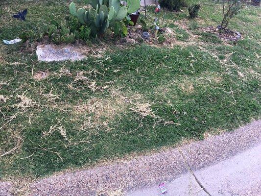 This is how a neighbor's lawn looks after Preston on the Lake butchered it. They won't correct it, of course. Instead they charge for it!!