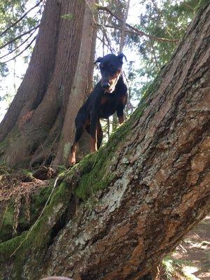 Break free of anxiety! I will teach you and your dog to communicate.