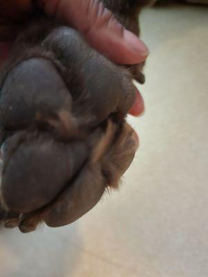 Dogs paw petsmart left hair and did not treat his paws.