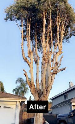 Tree trimming