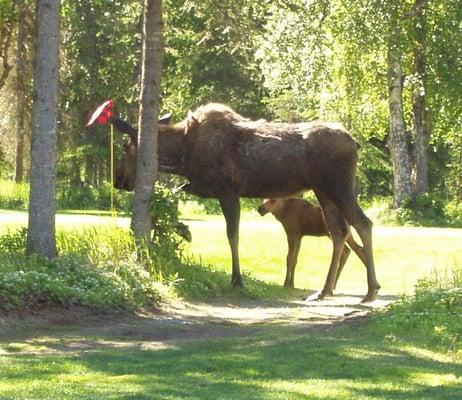 Mama moose and baby quietly watching the putting.