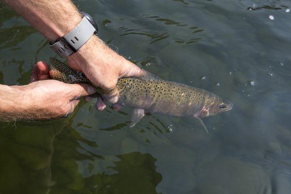 Catching cutthroat trout on the Middle Fork of the Salmon