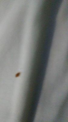 bed bugs & even found cockroach in bath tub