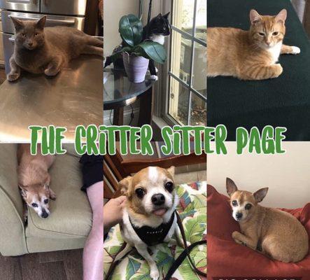 The Critter Sitter Clients