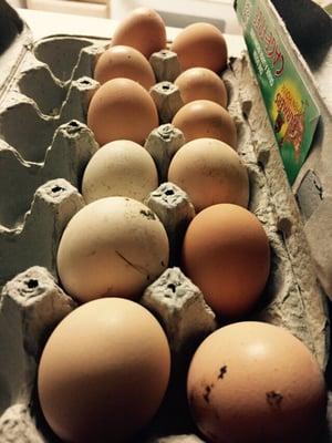 Fresh eggs :)