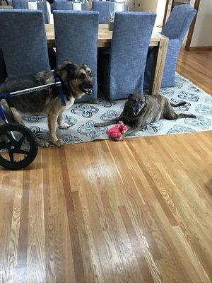 Happy dogs, Jake and Betty