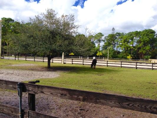 Paddock Behind Barn 3, Riding Ring Is on the Other Side