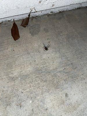 Black widows next to the mailboxes