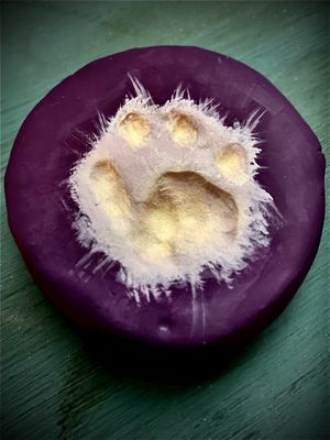 Our precious Siam's paw print