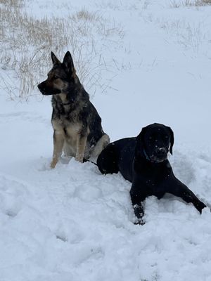 Highlander German Shepherds