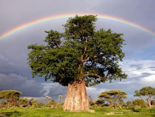 Shamanic Practitioner