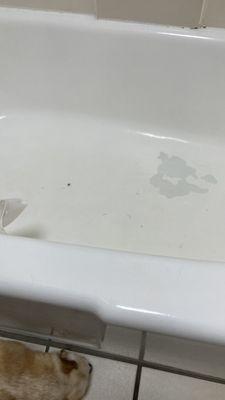 Tub/shower with dead fly