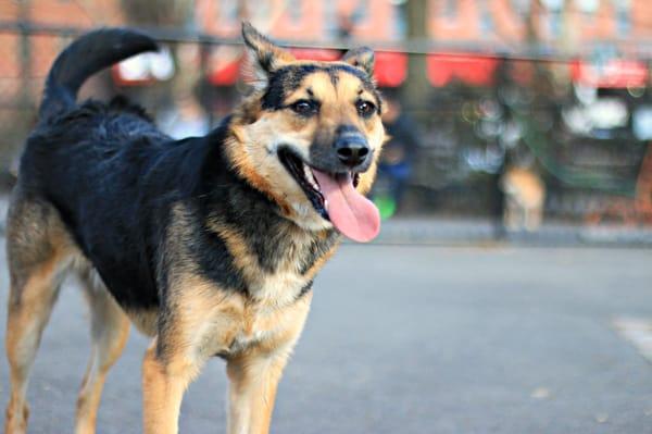 Hooray! Spring is here! Here is Sammy playing on a Sunny Day!