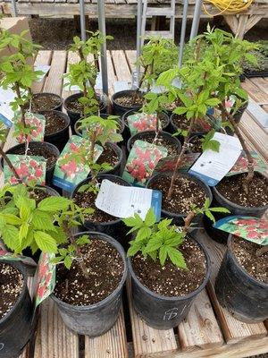 Raspberries green growing ready to plant and harvest this season